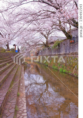 滋賀県草津市の桜の名所 立木神社 滋賀県草津市の桜の名所 立木神社 136491543