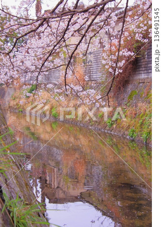 滋賀県草津市の桜の名所　立木神社 136491545