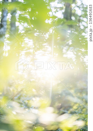 新緑の森・エコイメージ 奥大山 新緑の森・エコイメージ 奥大山 136491683