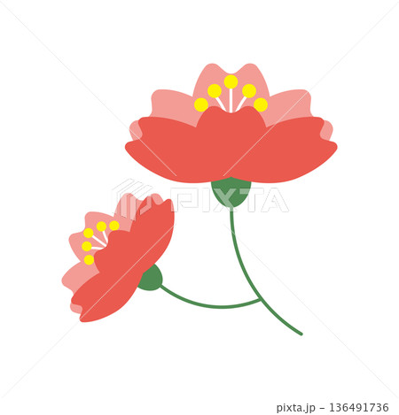 横向きでクローズアップされた可愛い桜の花のイラスト 横向きでクローズアップされた可愛い桜の花のイラスト 136491736