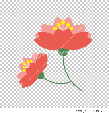 横向きでクローズアップされた可愛い桜の花のイラスト 横向きでクローズアップされた可愛い桜の花のイラスト 136491736
