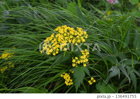 信州栂池自然園で見た小さな黄色の花の集散花序が綺麗なハクサンオミナエシ 136491755