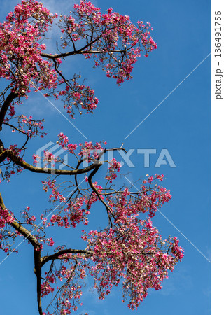ceiba speciosa flowering tree with pink blossoms against blue sky ceiba speciosa flowering tree with pink blossoms against blue sky 136491756