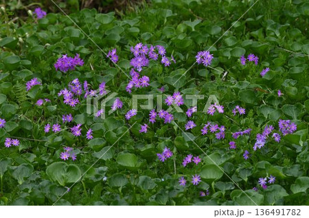 信州栂池自然園の湿原に咲くピンク色の花が綺麗な高山植物のハクサンコザクラの群生 136491782