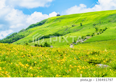 長野 霧ヶ峰高原 ニッコウキスゲの群生 長野 霧ヶ峰高原 ニッコウキスゲの群生 136491797