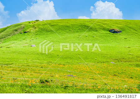 長野 霧ヶ峰高原　ニッコウキスゲの群生 136491817