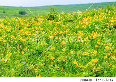 長野 霧ヶ峰高原　ニッコウキスゲの群生 136491843