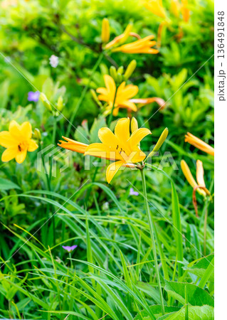 長野 霧ヶ峰高原　ニッコウキスゲの群生 136491848