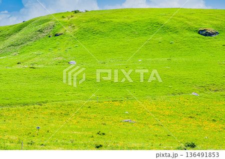 長野 霧ヶ峰高原　ニッコウキスゲの群生 136491853