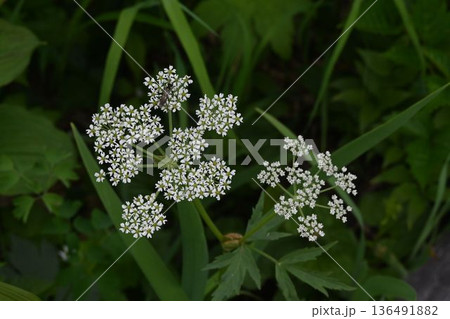 信州栂池自然園の湿原で見た小さな白色の花の複散形花序が綺麗な高山植物のハクサンボウフウ 136491882
