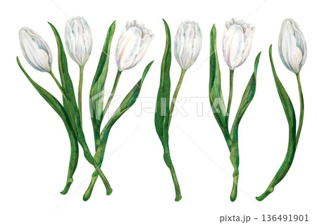 Set of bouquet and watercolor white tulips with green leaves in a botanical style. Spring flowers for weddings, christening, Valentine's, Mother's Day, invitation, greeting card, memory, spring decor Set of bouquet and watercolor white tulips with green leaves in a botanical style. Spring flowers for weddings, christening, Valentine's, Mother's Day, invitation, greeting card, memory, spring decor 136491901