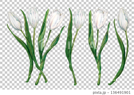 Set of bouquet and watercolor white tulips with green leaves in a botanical style. Spring flowers for weddings, christening, Valentine's, Mother's Day, invitation, greeting card, memory, spring decor Set of bouquet and watercolor white tulips with green leaves in a botanical style. Spring flowers for weddings, christening, Valentine's, Mother's Day, invitation, greeting card, memory, spring decor 136491901