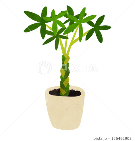 パキラの鉢植え 水彩風手描きイラスト パキラの鉢植え 水彩風手描きイラスト 136491902