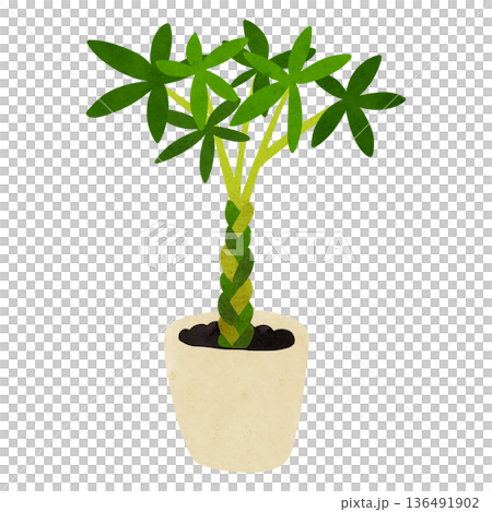 パキラの鉢植え 水彩風手描きイラスト パキラの鉢植え 水彩風手描きイラスト 136491902