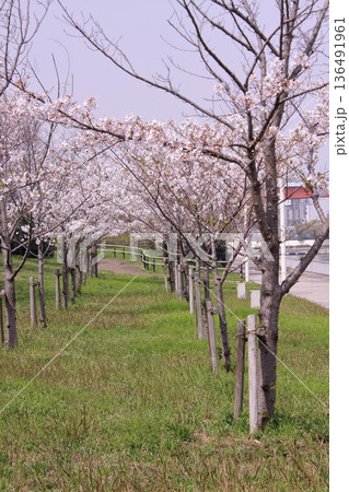 兵庫県尼崎市　尼崎閘門　尼ロックの桜風景 136491961