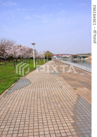 兵庫県尼崎市 尼崎閘門 尼ロックの桜風景 兵庫県尼崎市 尼崎閘門 尼ロックの桜風景 136491962
