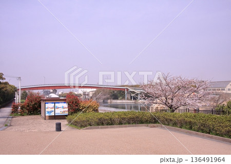 兵庫県尼崎市 尼崎閘門 尼ロックの桜風景 兵庫県尼崎市 尼崎閘門 尼ロックの桜風景 136491964