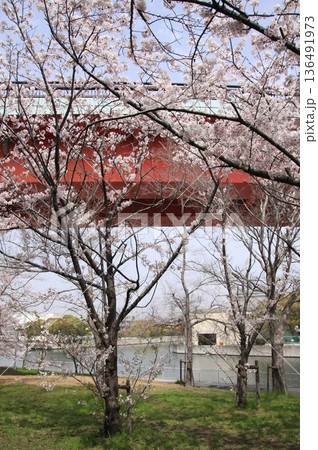 兵庫県尼崎市 尼崎閘門 尼ロックの桜風景 兵庫県尼崎市 尼崎閘門 尼ロックの桜風景 136491973