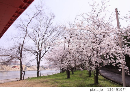 兵庫県尼崎市　尼崎閘門　尼ロックの桜風景 136491974