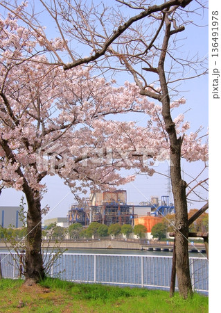 兵庫県尼崎市 尼崎閘門 尼ロックの桜風景 兵庫県尼崎市 尼崎閘門 尼ロックの桜風景 136491978