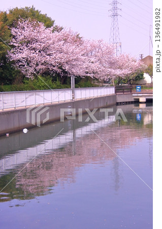 兵庫県尼崎市　尼崎閘門　尼ロックの桜風景 136491982