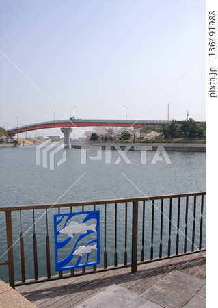 兵庫県尼崎市　尼崎閘門　尼ロックの桜風景 136491988