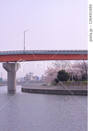 兵庫県尼崎市 尼崎閘門 尼ロックの桜風景 兵庫県尼崎市 尼崎閘門 尼ロックの桜風景 136491989