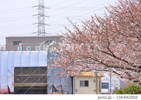 兵庫県尼崎市　尼崎閘門　尼ロックの桜風景 136492008
