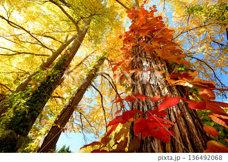 紅葉と黄葉のコラボ 136492068