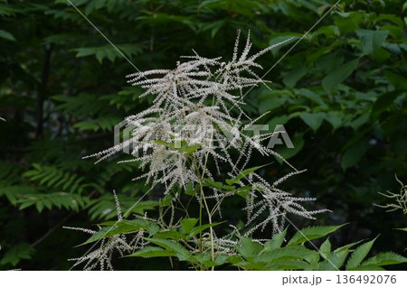 信州栂池自然園で見た小さな白色の花の円錐状の花序が綺麗なハナチダケサシ 136492076