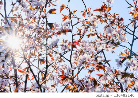快晴の日の逆光での桜の花 136492140
