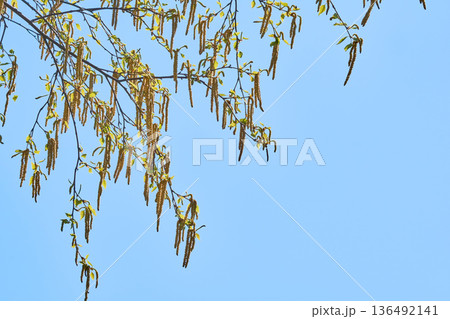 北海道の白樺の花 136492141