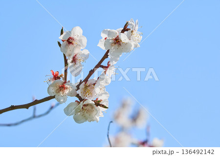 庭に咲くウメの花 庭に咲くウメの花 136492142
