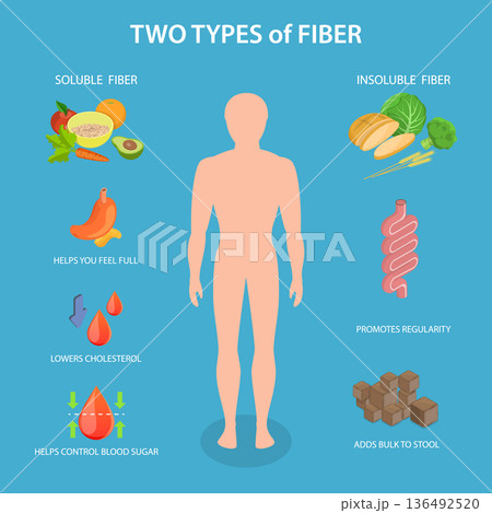 3D Isometric Flat Vector Illustration of Gut And Fiber, Clear Diagram, Two Fiber Types With Foods, Digestive System, And Health Benefits 136492520