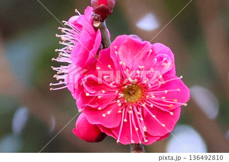 赤い梅の花 赤い梅の花 136492810