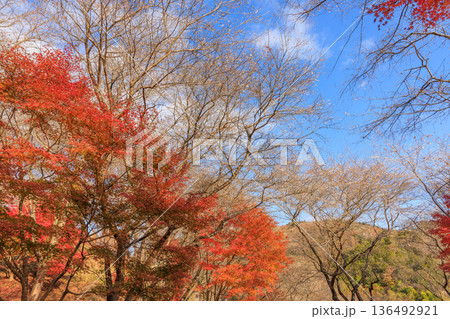 四季桜と紅葉　愛知県豊田市 136492921
