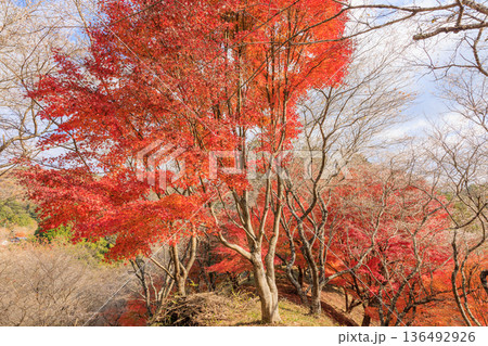 四季桜と紅葉 愛知県豊田市 四季桜と紅葉 愛知県豊田市 136492926
