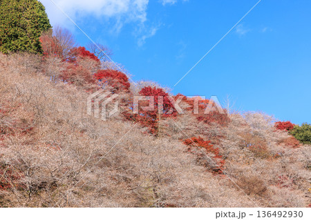 四季桜と紅葉　愛知県豊田市 136492930
