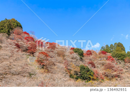 四季桜と紅葉　愛知県豊田市 136492931