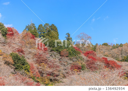 四季桜と紅葉　愛知県豊田市 136492934