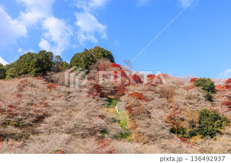 四季桜と紅葉　愛知県豊田市 136492937