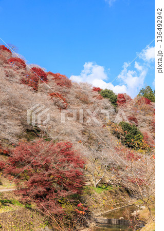 四季桜と紅葉 愛知県豊田市 四季桜と紅葉 愛知県豊田市 136492942