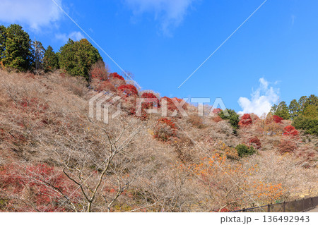 四季桜と紅葉 愛知県豊田市 四季桜と紅葉 愛知県豊田市 136492943
