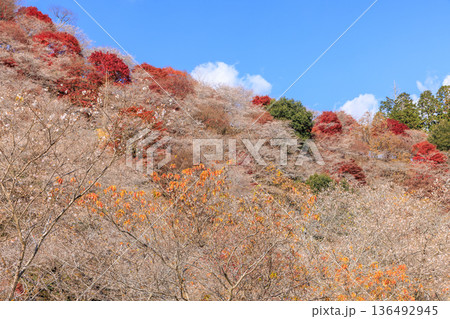 四季桜と紅葉 愛知県豊田市 四季桜と紅葉 愛知県豊田市 136492945
