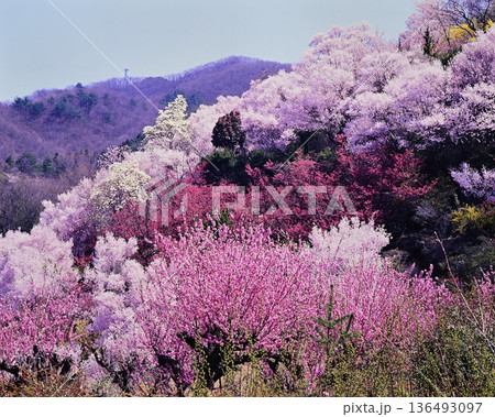 春爛漫の花見山 春爛漫の花見山 136493097