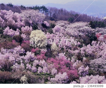 春爛漫の花見山 春爛漫の花見山 136493099