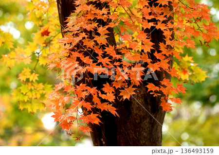 紅葉したカエデ 136493159