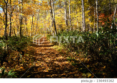 紅葉する山路 紅葉する山路 136493162