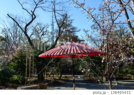 梅と赤い傘と東京スカイツリー、向島百花園にて 136493433