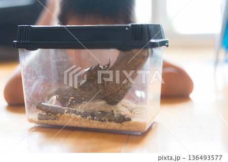カブトムシを観察する少年 夏休みの自由研究 カブトムシを観察する少年 夏休みの自由研究 136493577